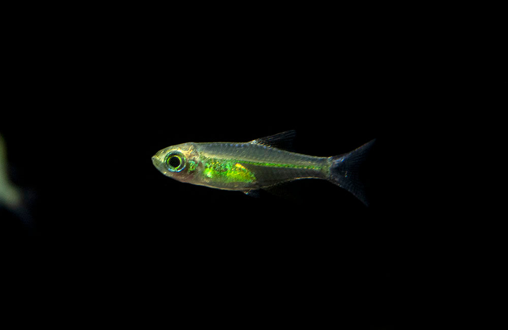 Kubotai Rasbora (Microdevario kubotai), Tank-Bred