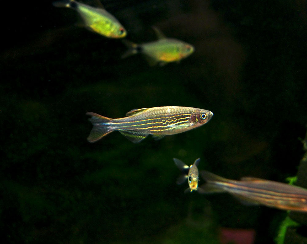 Striped Kyathit AKA Orange Finned Danio (Brachydanio kyathit), Tank-Bred!