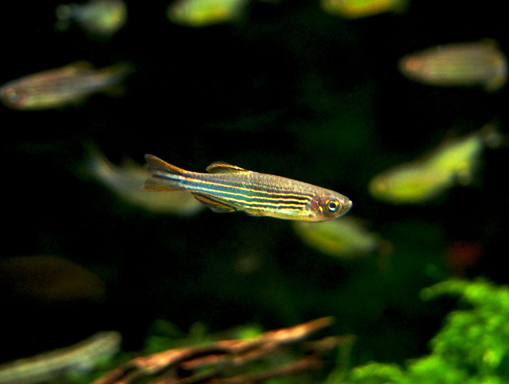 Striped Kyathit AKA Orange Finned Danio (Brachydanio kyathit), Tank-Bred!