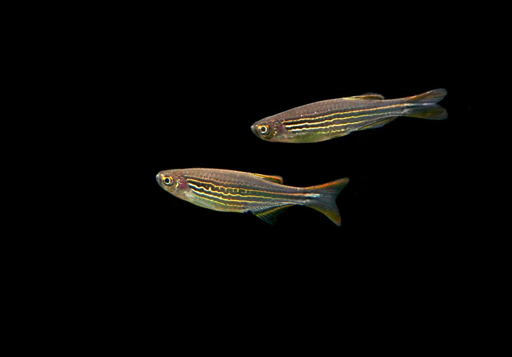 Striped Kyathit AKA Orange Finned Danio (Brachydanio kyathit), Tank-Bred!