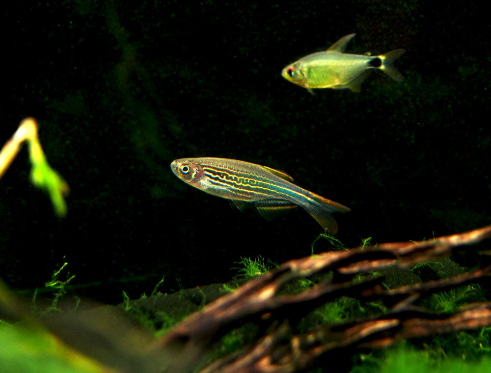 Striped Kyathit AKA Orange Finned Danio (Brachydanio kyathit), Tank-Bred!