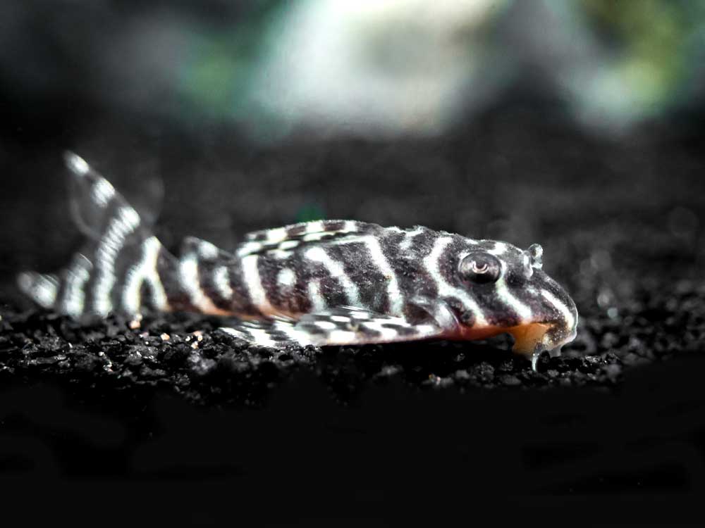 L066 Xingu King Tiger Pleco (Hypancistrus seideli)