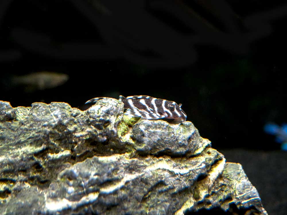 L066 Xingu King Tiger Pleco (Hypancistrus seideli)