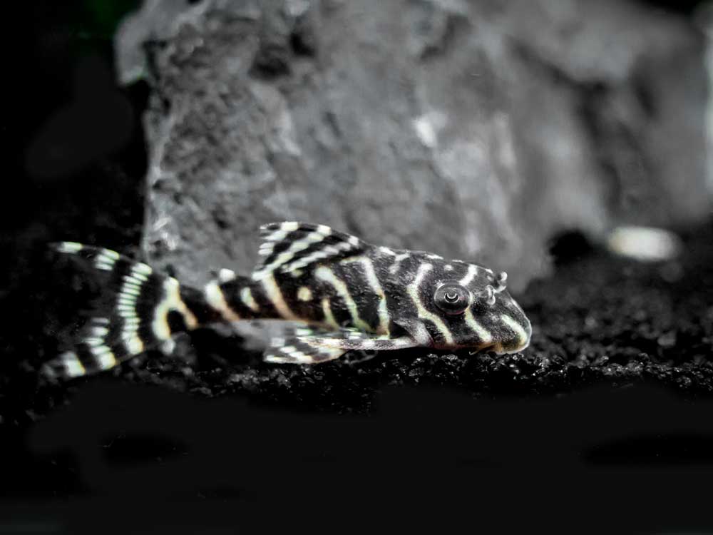 L066 Xingu King Tiger Pleco (Hypancistrus seideli)