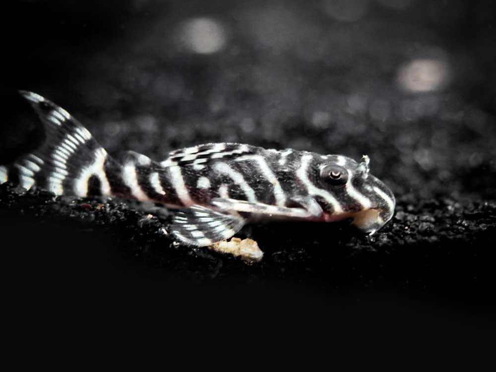 L066 Xingu King Tiger Pleco (Hypancistrus seideli)