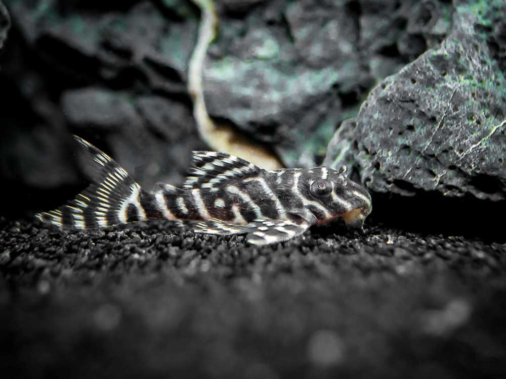 L066 Xingu King Tiger Pleco (Hypancistrus seideli)