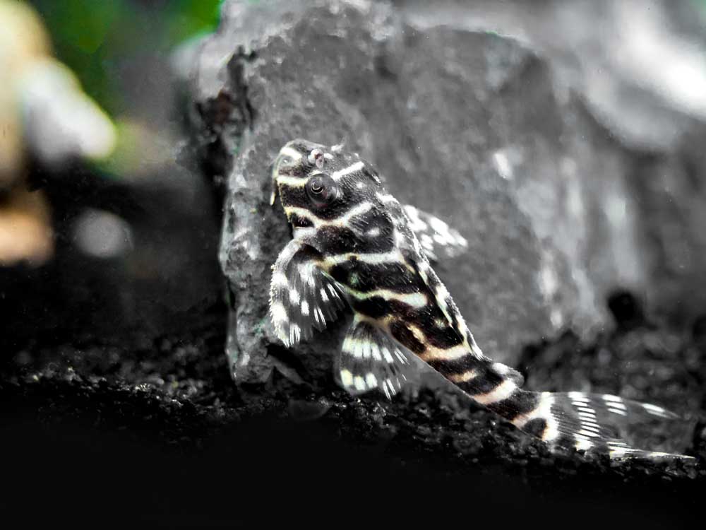 L066 Xingu King Tiger Pleco (Hypancistrus seideli)