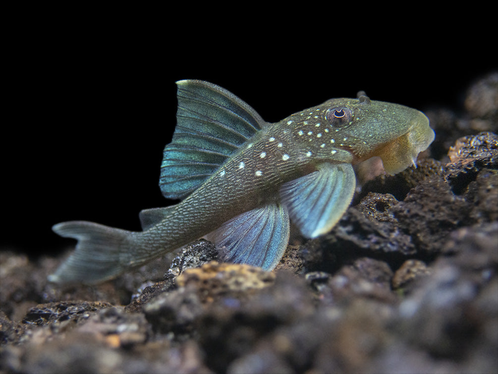 L128 Blue Phantom Pleco (Hemiancistrus sp. L128)