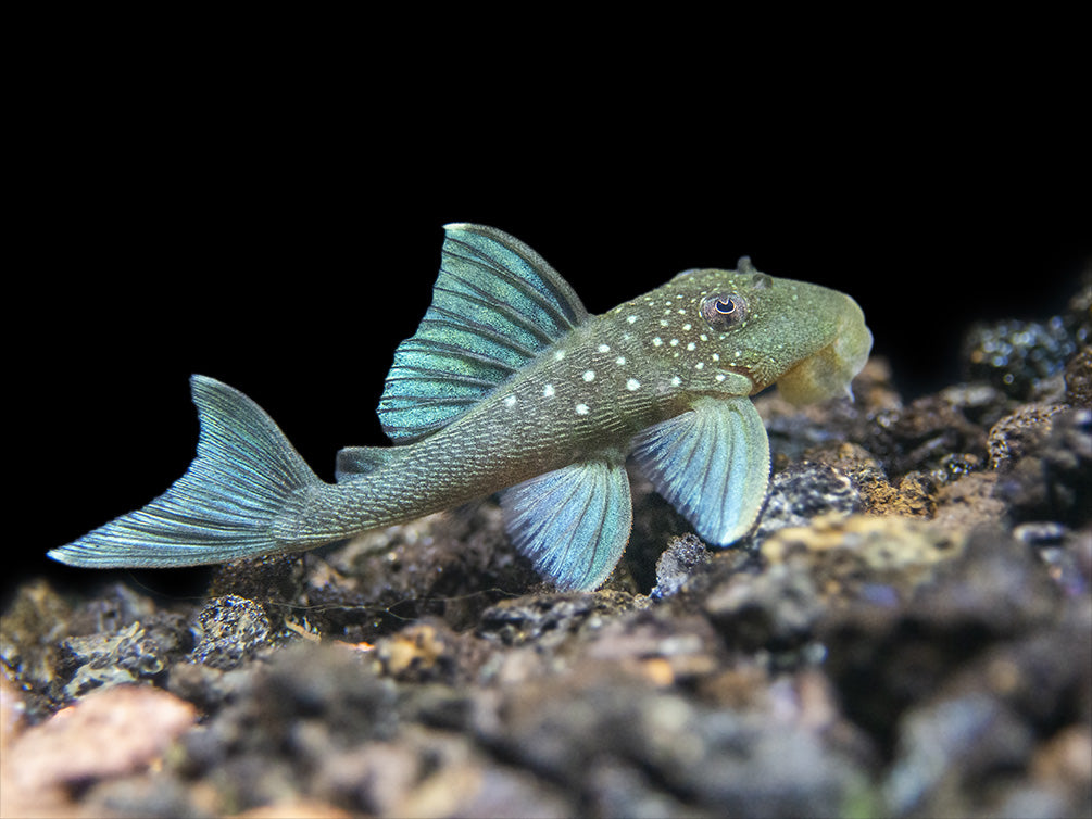 L128 Blue Phantom Pleco (Hemiancistrus sp. L128)