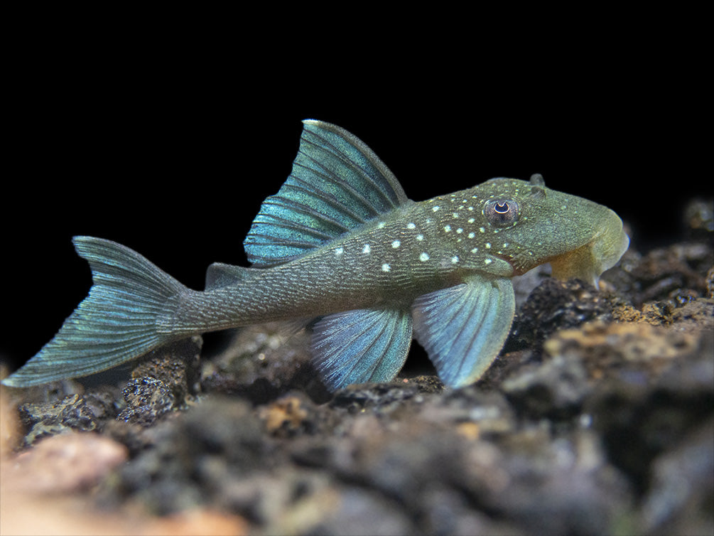 L128 Blue Phantom Pleco (Hemiancistrus sp. L128)