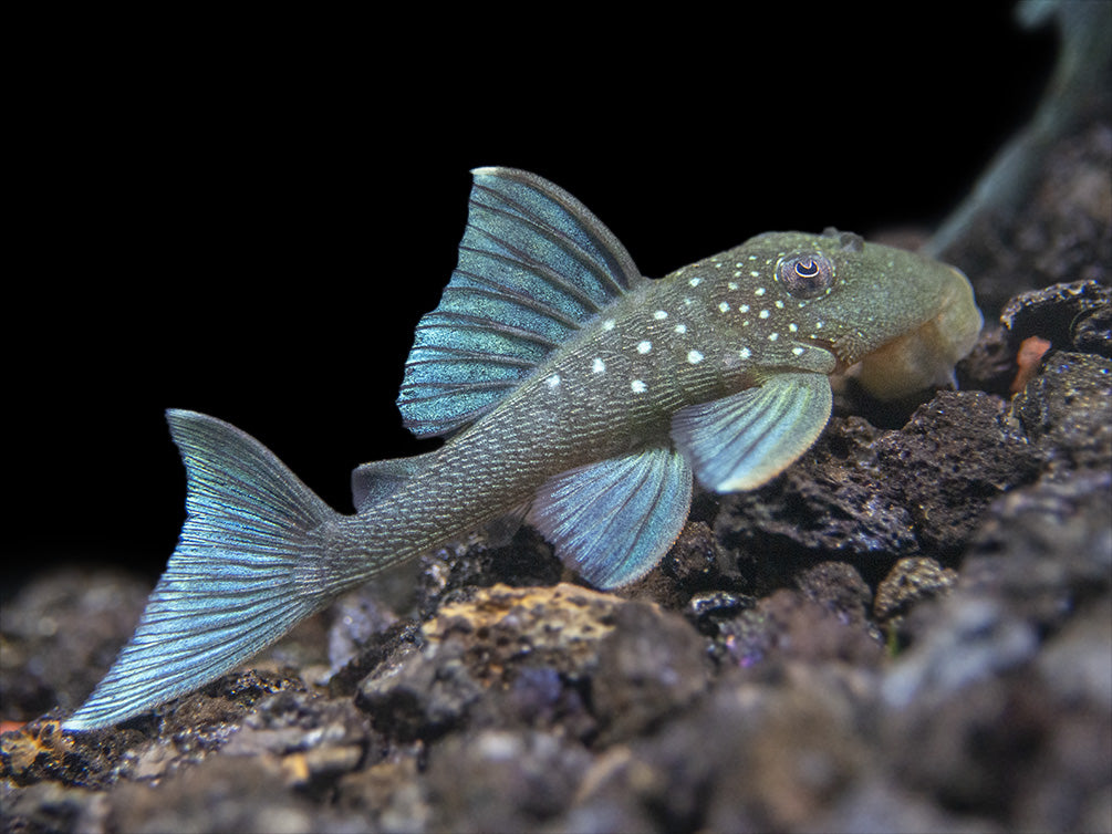 L128 Blue Phantom Pleco (Hemiancistrus sp. L128)