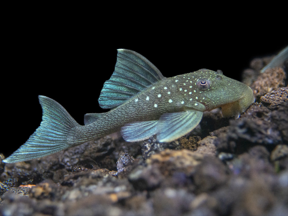 L128 Blue Phantom Pleco (Hemiancistrus sp. L128)