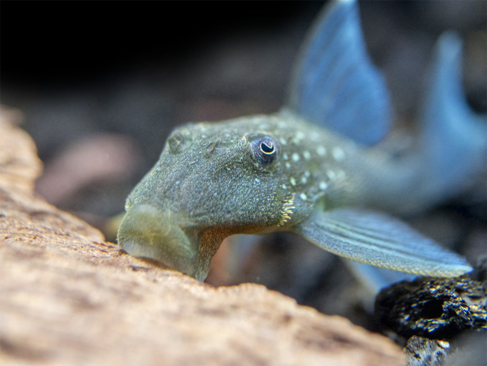 L128 Blue Phantom Pleco (Hemiancistrus sp. L128)