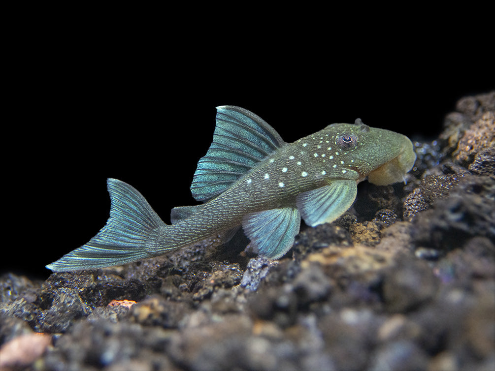 L128 Blue Phantom Pleco (Hemiancistrus sp. L128)