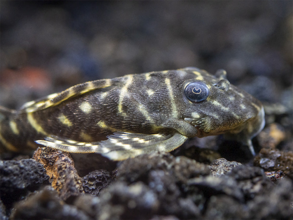 L129 Colombian Zebra Pleco (Hypancistrus debilittera)