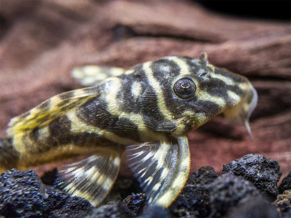 L129 Colombian Zebra Pleco (Hypancistrus debilittera)