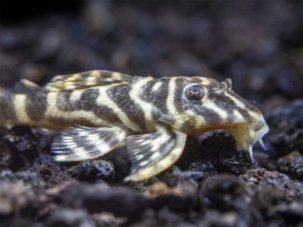 L129 Colombian Zebra Pleco (Hypancistrus debilittera)