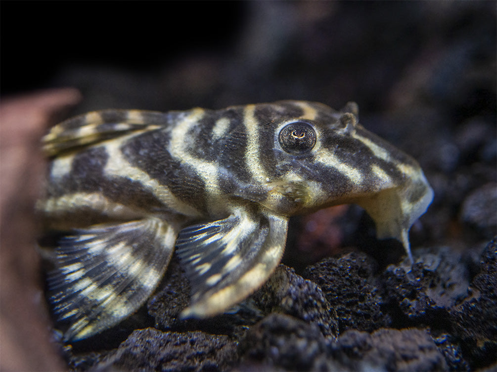 L129 Colombian Zebra Pleco (Hypancistrus debilittera)