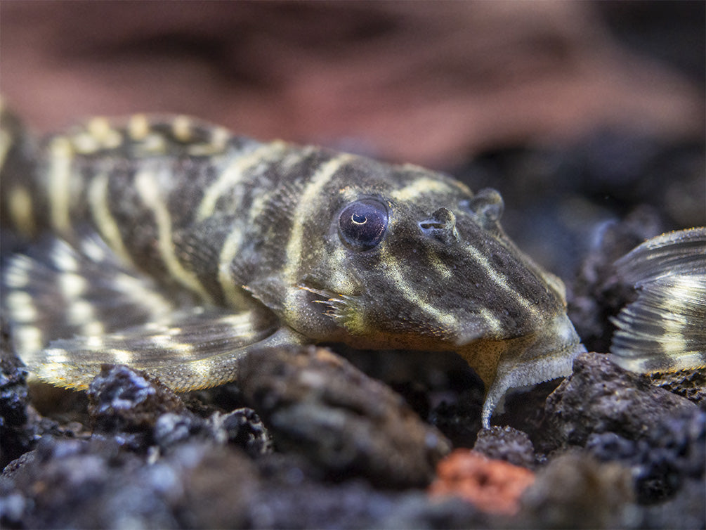 L129 Colombian Zebra Pleco (Hypancistrus debilittera)