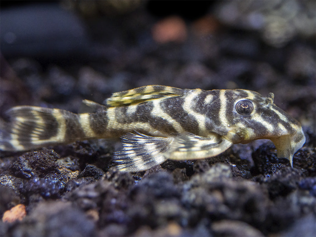 L129 Colombian Zebra Pleco (Hypancistrus debilittera)