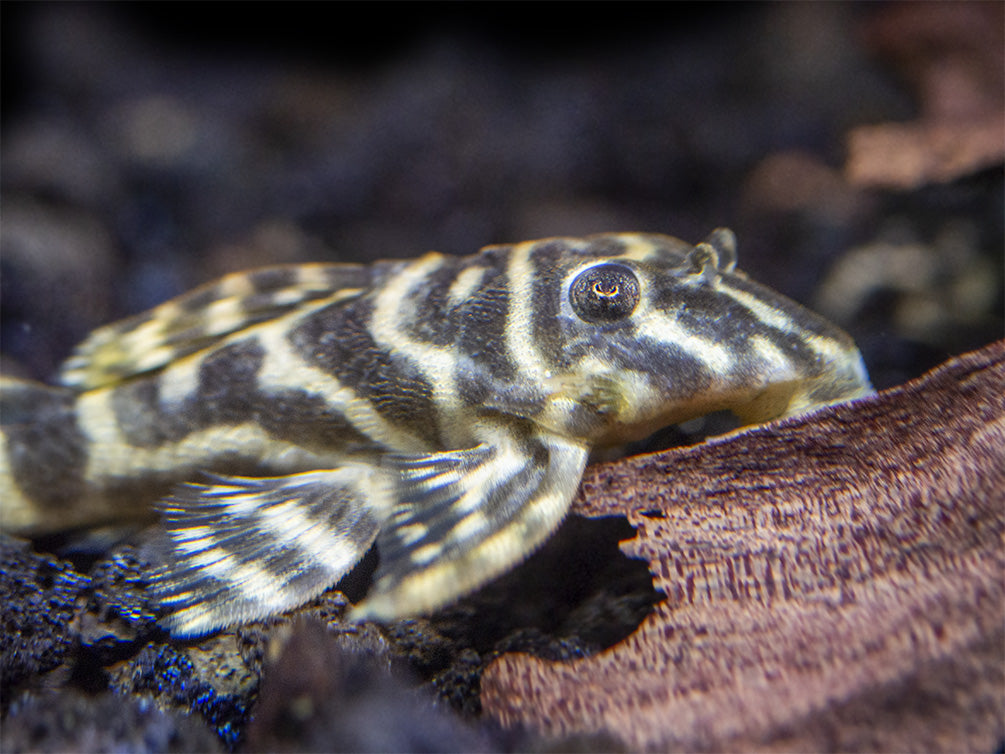 L129 Colombian Zebra Pleco (Hypancistrus debilittera)