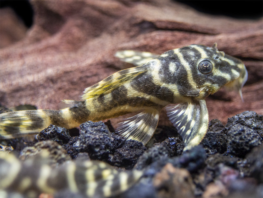 L129 Colombian Zebra Pleco (Hypancistrus debilittera)