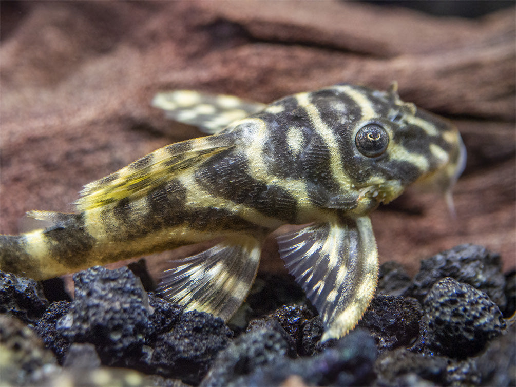 L129 Colombian Zebra Pleco (Hypancistrus debilittera)