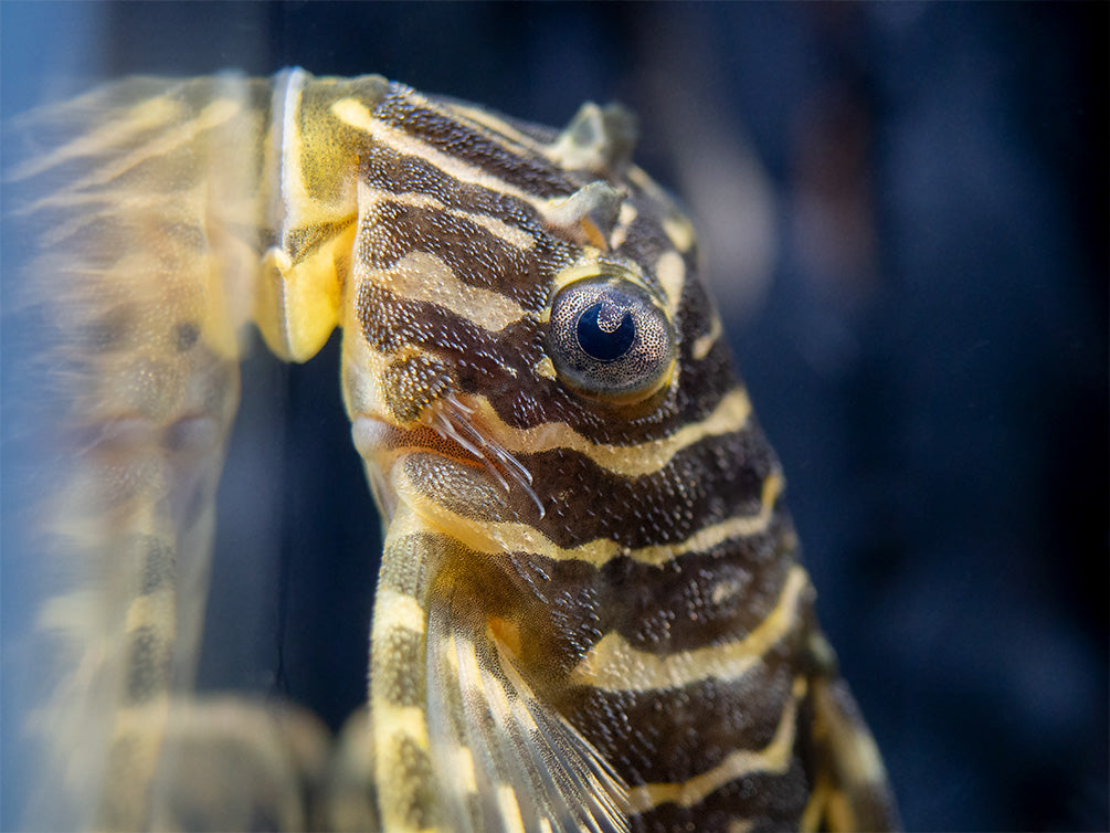 L134 Leopard Frog Pleco (Peckoltia compta) - Tank-Bred!