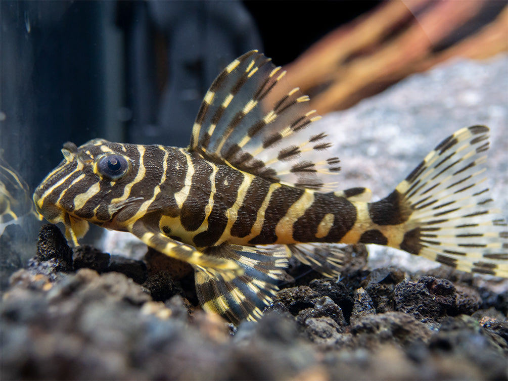 L134 Leopard Frog Pleco (Peckoltia compta) - Tank-Bred!