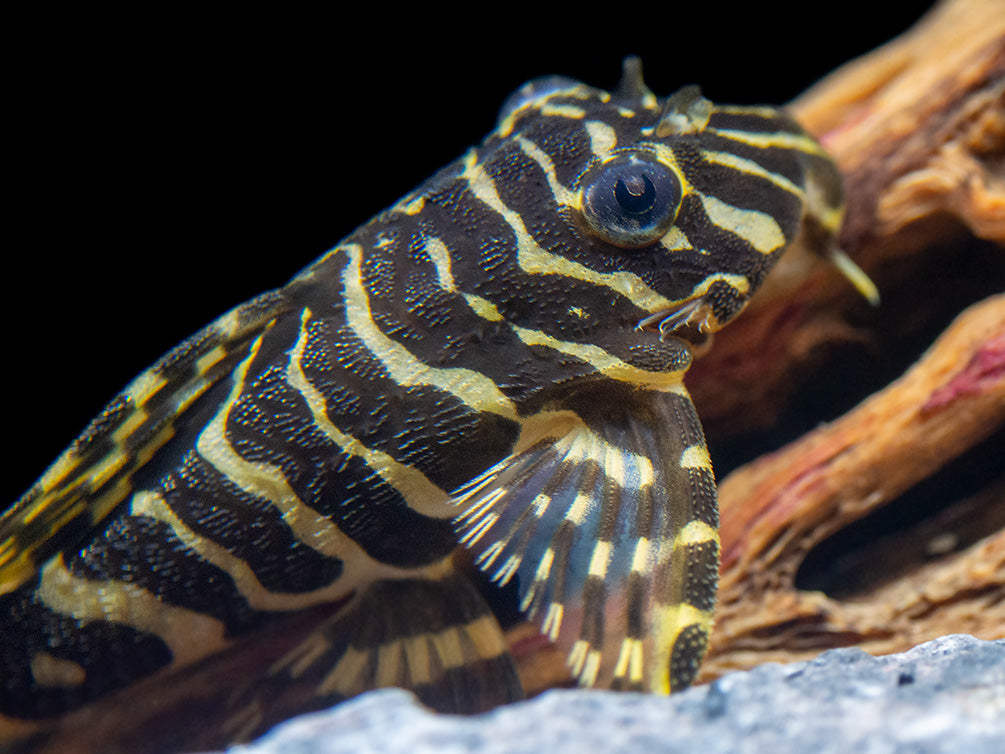 L134 Leopard Frog Pleco (Peckoltia compta) - Tank-Bred!