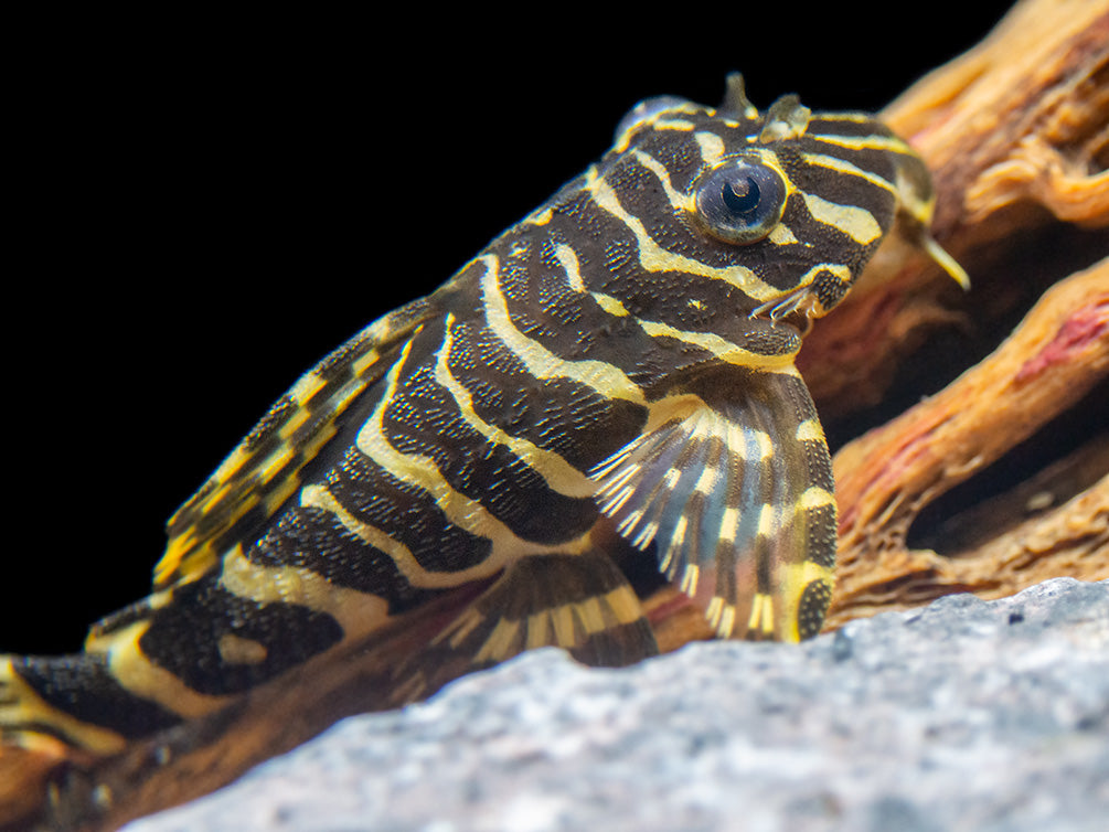L134 Leopard Frog Pleco (Peckoltia compta), Tank-Bred - Aquatic Arts