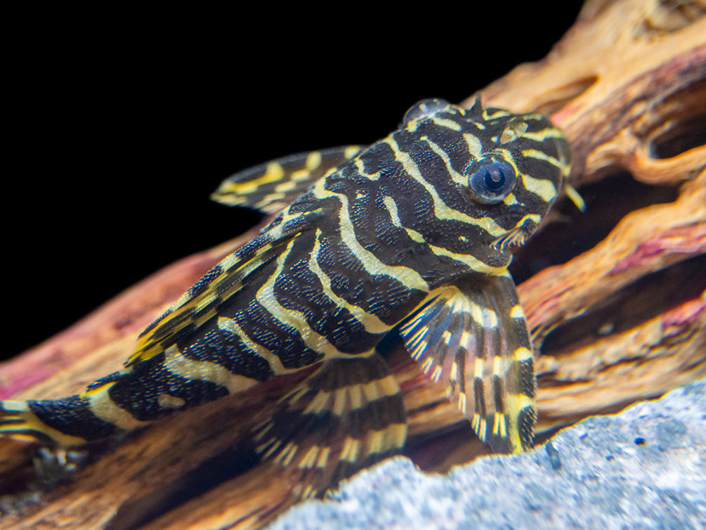 L134 Leopard Frog Pleco (Peckoltia compta) - Tank-Bred!