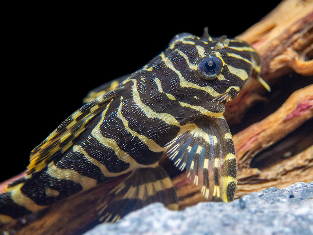 L134 Leopard Frog Pleco (Peckoltia compta), Tank-Bred - Aquatic Arts
