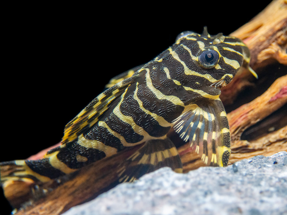 L134 Leopard Frog Pleco (Peckoltia compta), Tank-Bred - Aquatic Arts