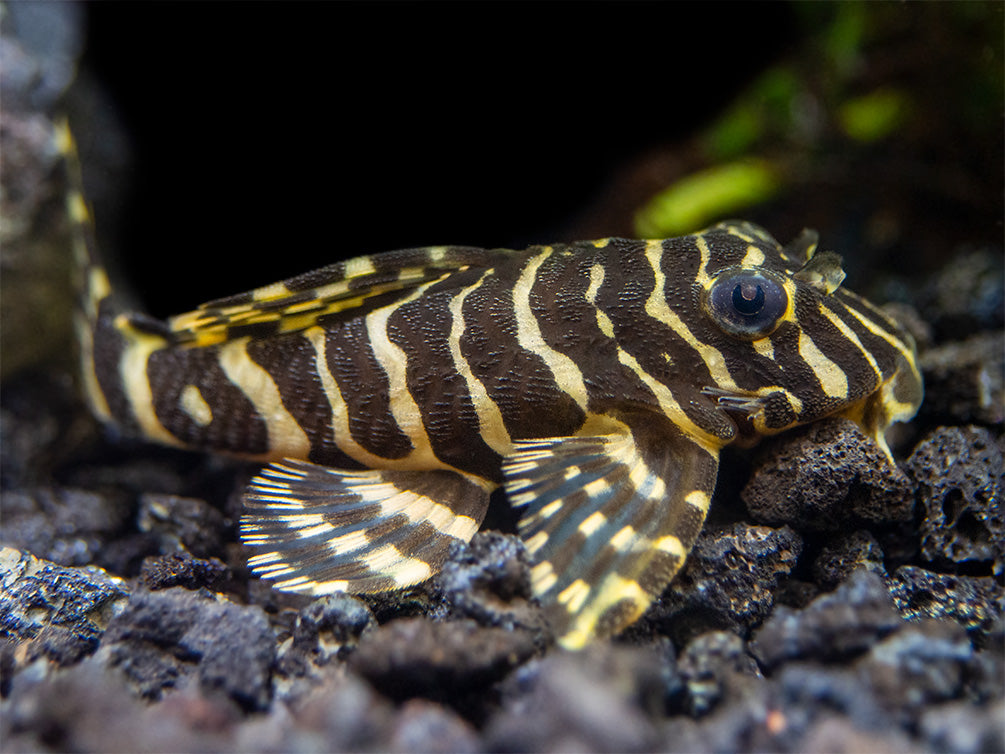 L134 Leopard Frog Pleco (Peckoltia compta) - Tank-Bred!