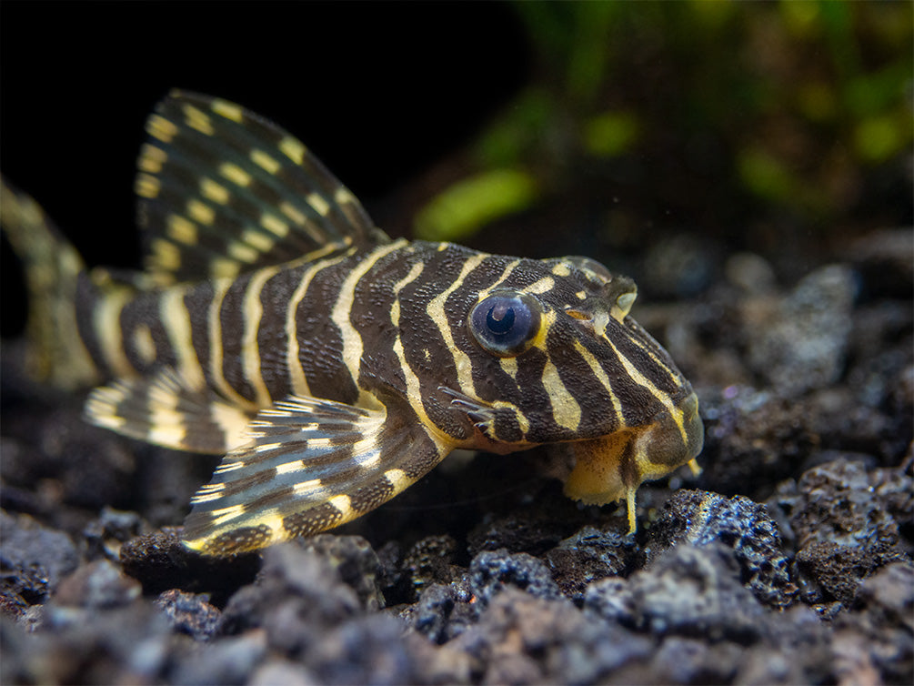 L134 Leopard Frog Pleco (Peckoltia compta) - Tank-Bred!