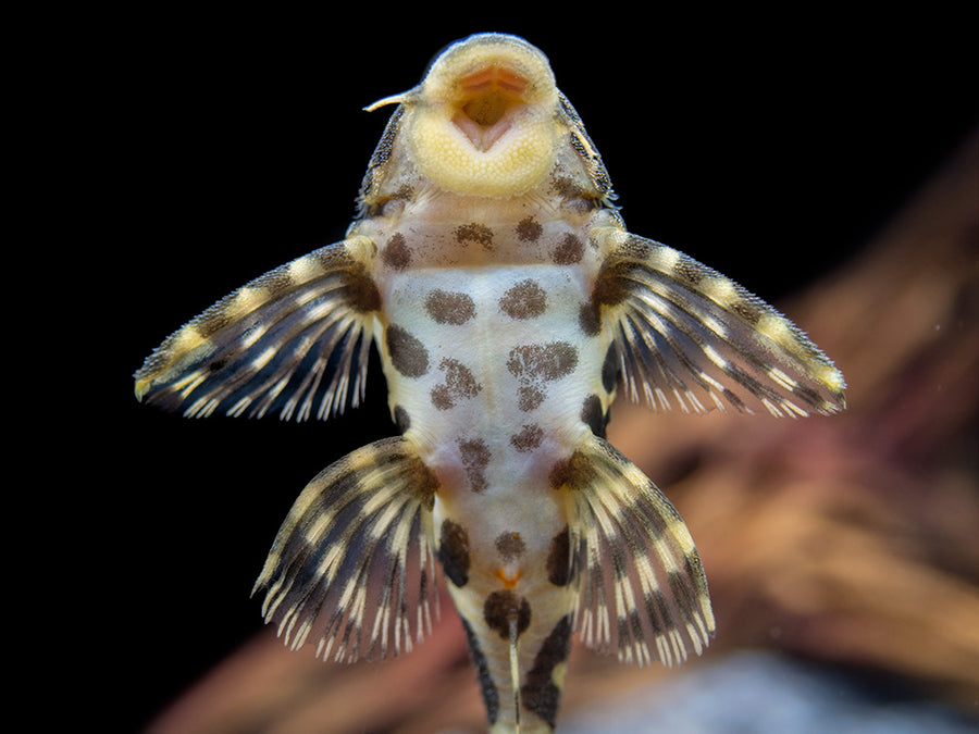 L134 Leopard Frog Pleco (Peckoltia compta), Tank-Bred - Aquatic Arts