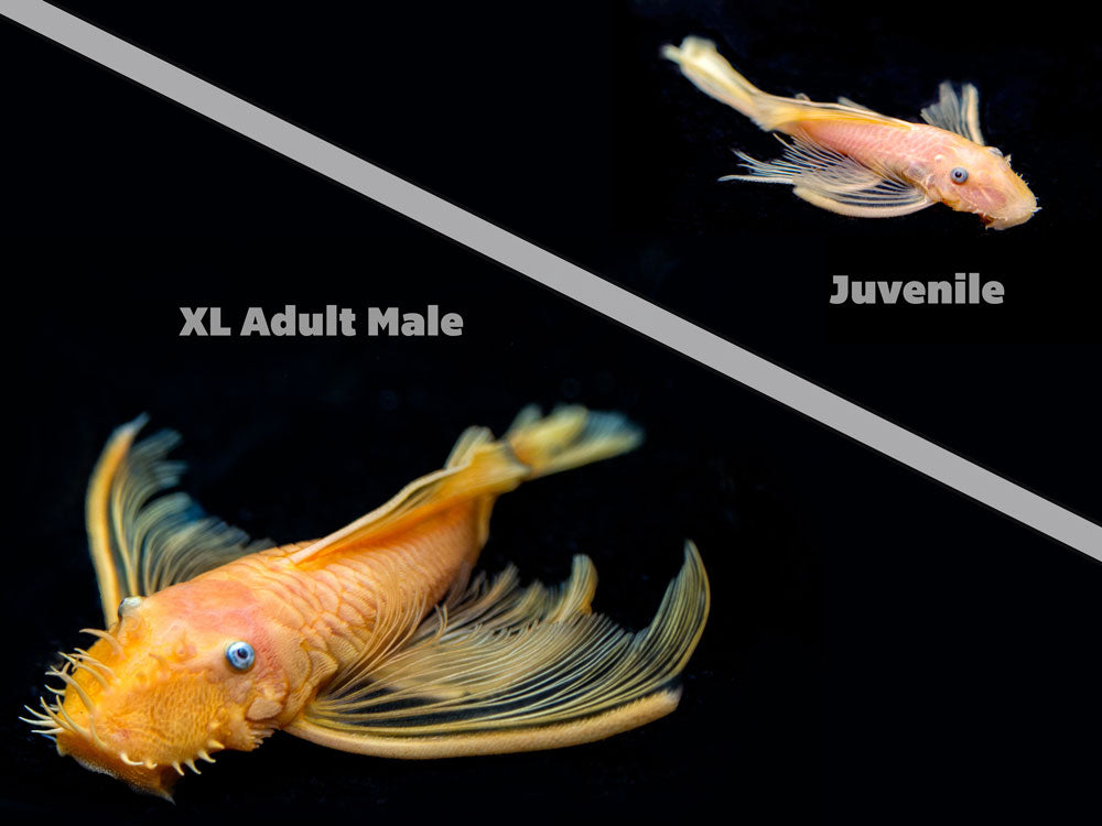 L144a Longfin Blue Eye Lemon Bristlenose Pleco (Ancistrus sp.) - Tank-Bred!