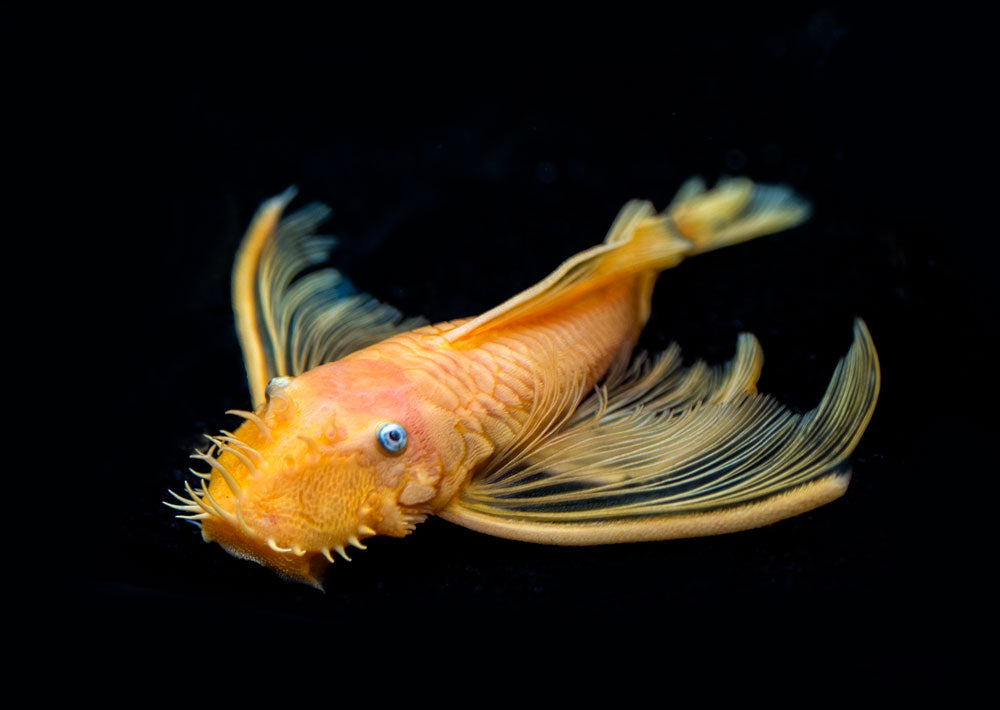 L144a Longfin Blue Eye Lemon Bristlenose Pleco (Ancistrus sp.) - Tank-Bred!