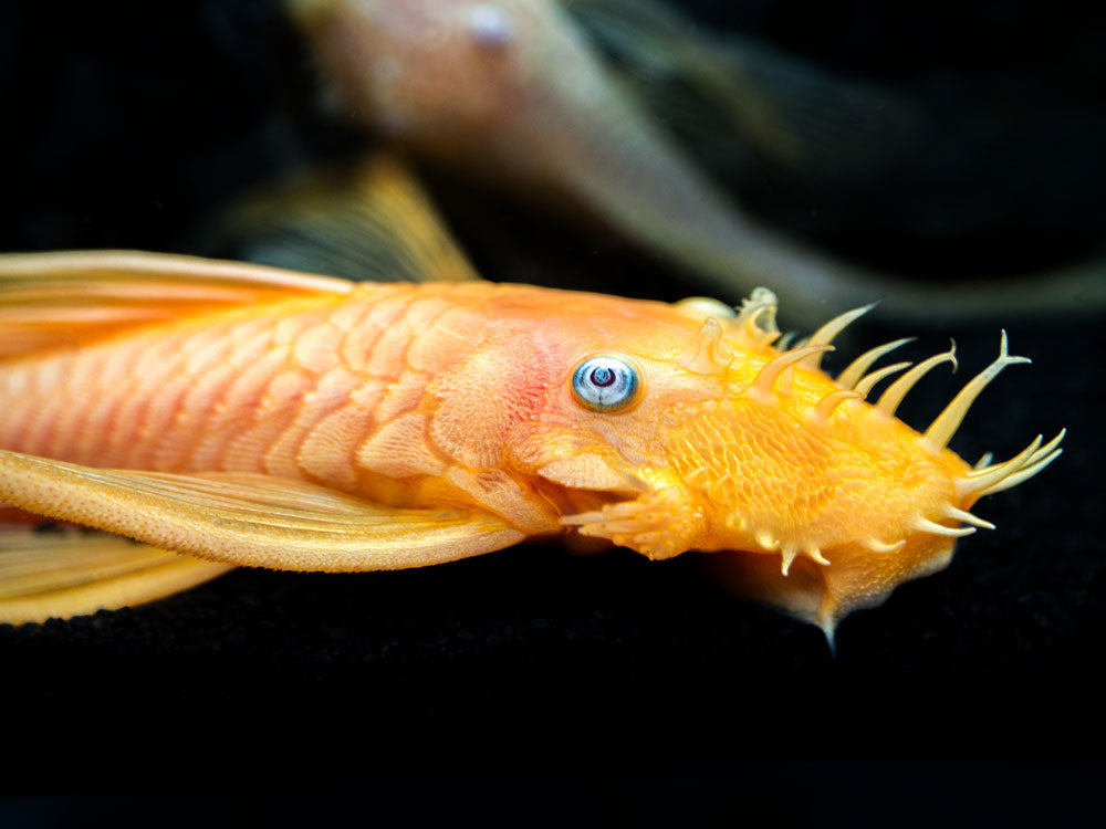 L144a Longfin Blue Eye Lemon Bristlenose Pleco (Ancistrus sp.) - Tank-Bred!