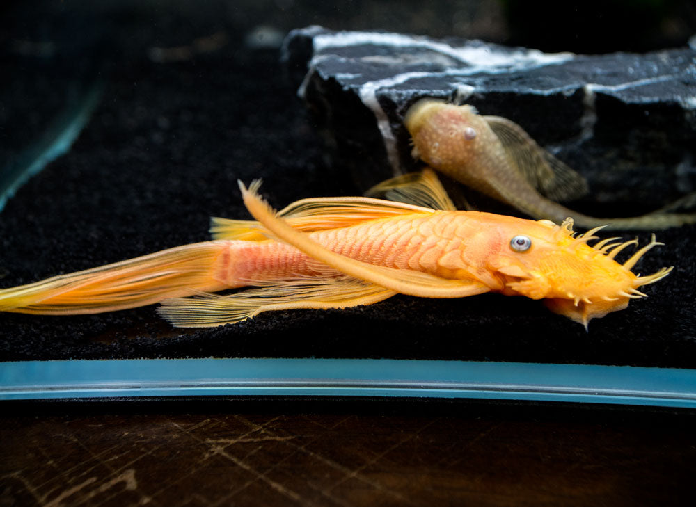 L144a Longfin Blue Eye Lemon Bristlenose Pleco (Ancistrus sp.) - Tank-Bred!