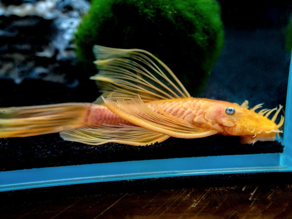 L144a Longfin Blue Eye Lemon Bristlenose Pleco (Ancistrus sp.) - Tank-Bred!