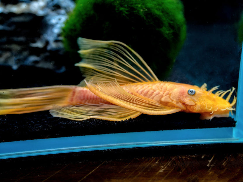 L144a Longfin Blue Eye Lemon Bristlenose Pleco (Ancistrus) Tank-Raised ...