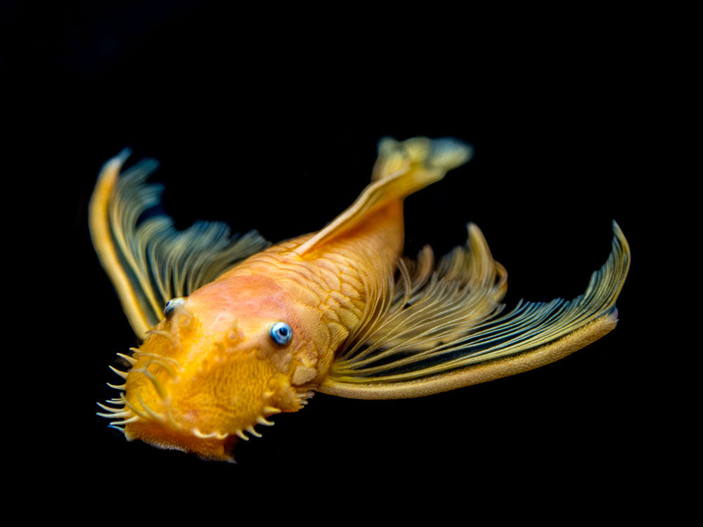 L144a Longfin Blue Eye Lemon Bristlenose Pleco (Ancistrus sp.) - Tank-Bred!