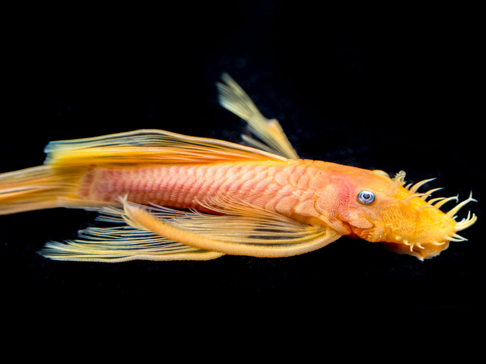 L144a Longfin Blue Eye Lemon Bristlenose Pleco (Ancistrus) Tank-Raised ...
