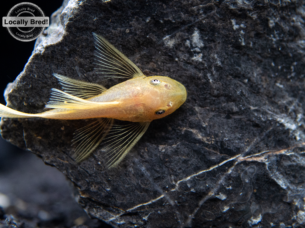 L144a Longfin Blue Eye Lemon Bristlenose Pleco (Ancistrus sp.), Locally Bred