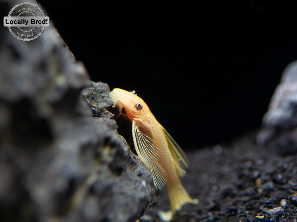 L144a Longfin Blue Eye Lemon Bristlenose Pleco (Ancistrus sp.), Locally Bred