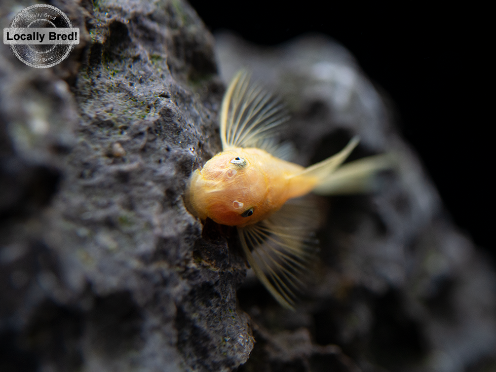 L144a Longfin Blue Eye Lemon Bristlenose Pleco (Ancistrus sp.), Locally Bred