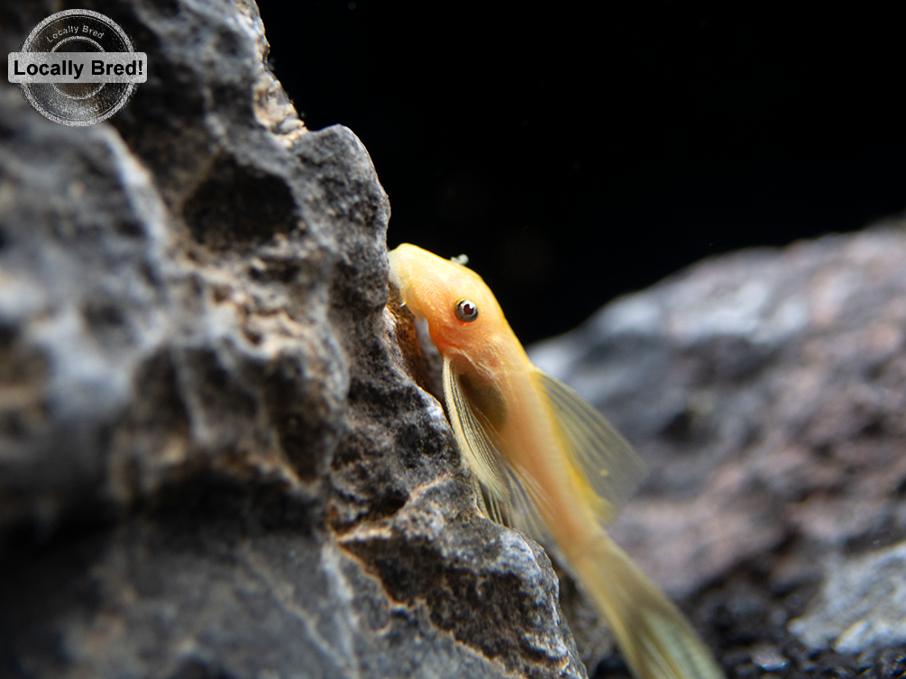 L144a Longfin Blue Eye Lemon Bristlenose Pleco (Ancistrus sp.), Locally Bred