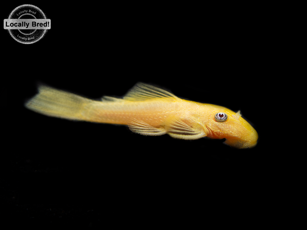 L144a Blue Eye Lemon Bristlenose Pleco (Ancistrus sp.), Locally Bred